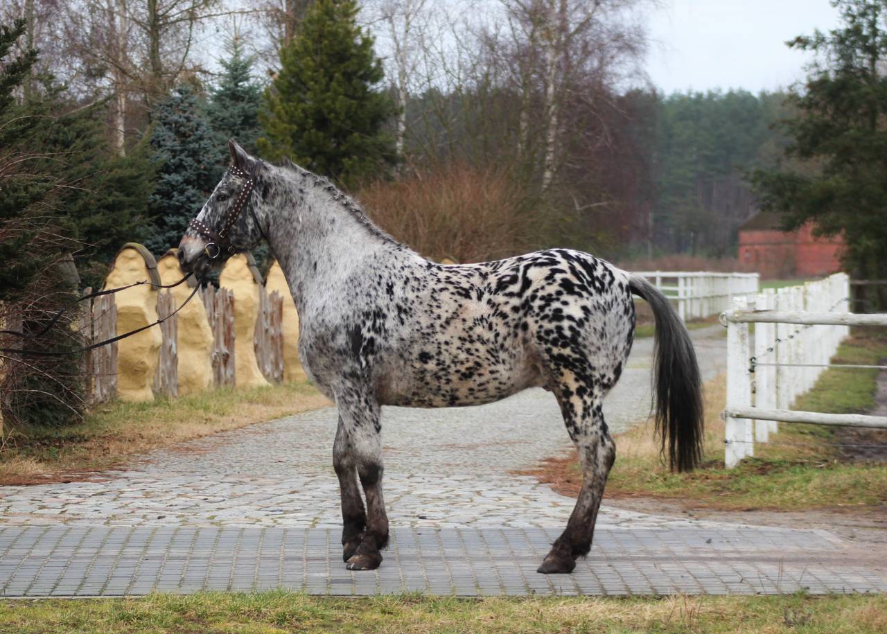 Bombproof  Leopard barock gelding !