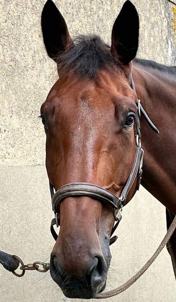 Hongre 9 ans amateur 