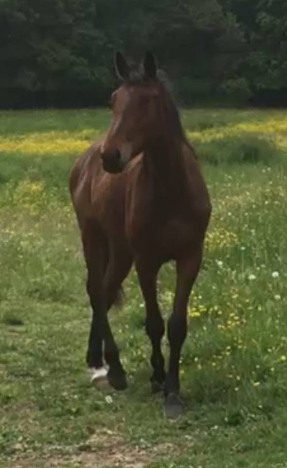 Hongre 9 ans amateur 