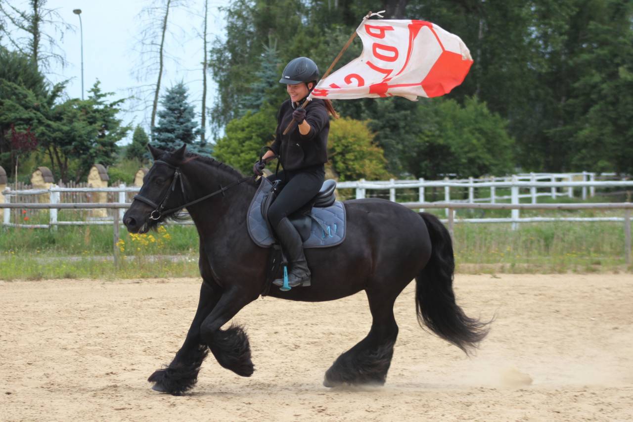 Top quality FELL PONY  Mare directly from the breeder