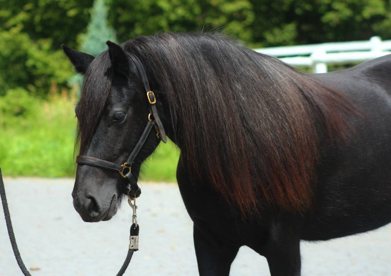 Top quality FELL PONY  Mare directly from the breeder
