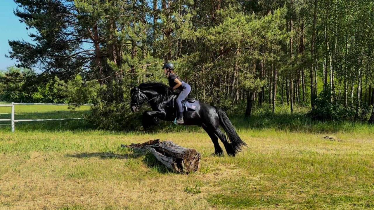 Top quality FELL PONY  Mare directly from the breeder