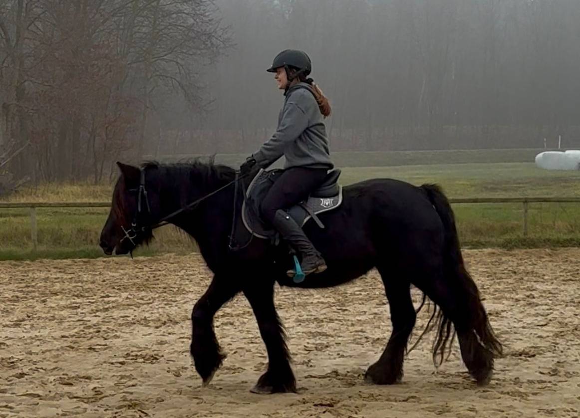 Top quality FELL PONY  Mare directly from the breeder