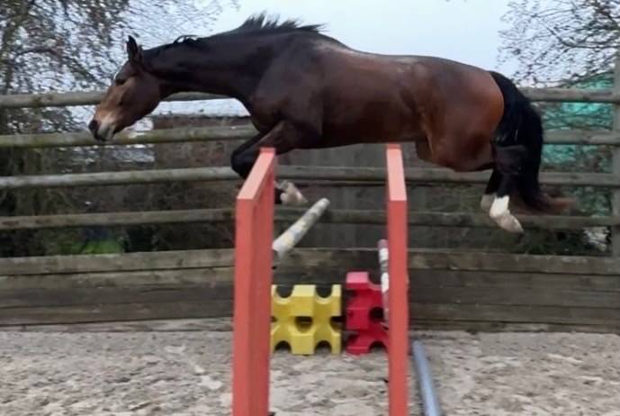 3 ans - hongre - d&eacute;bourr&eacute;