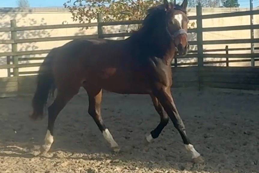 3 ans - hongre - d&eacute;bourr&eacute;