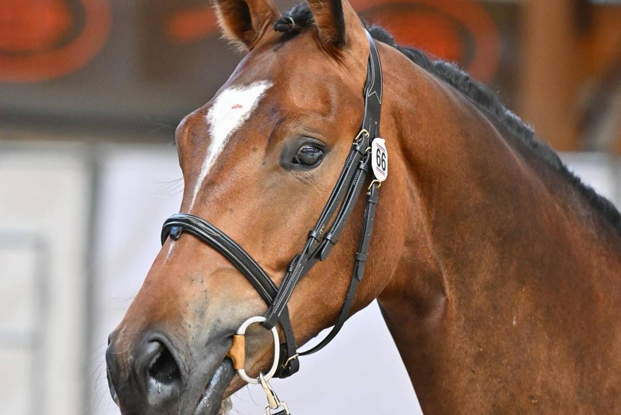 3 ans - hongre - d&eacute;bourr&eacute;