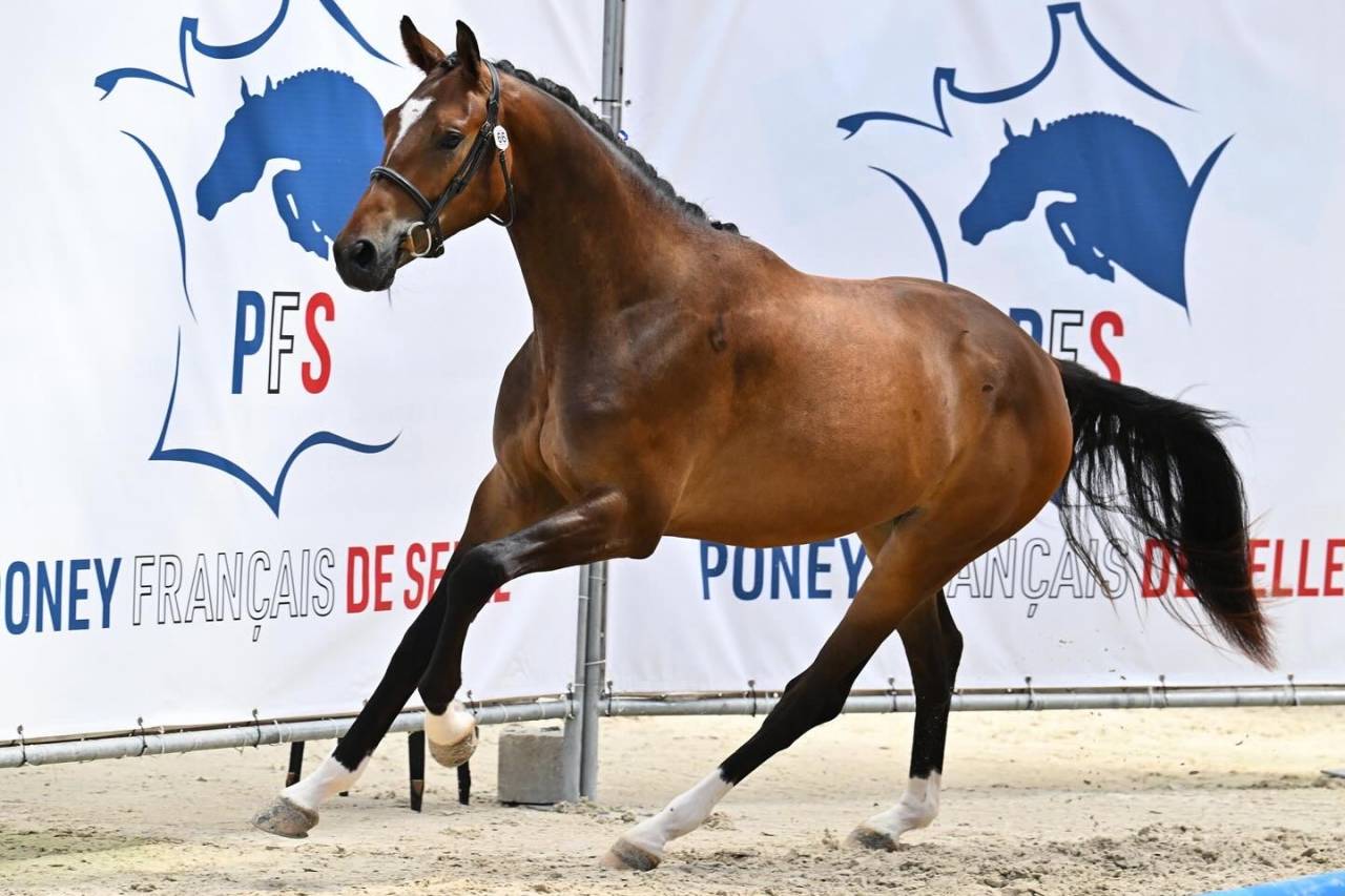 3 ans - hongre - d&eacute;bourr&eacute;