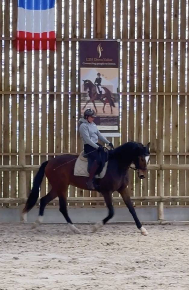 3 ans - hongre - d&eacute;bourr&eacute;