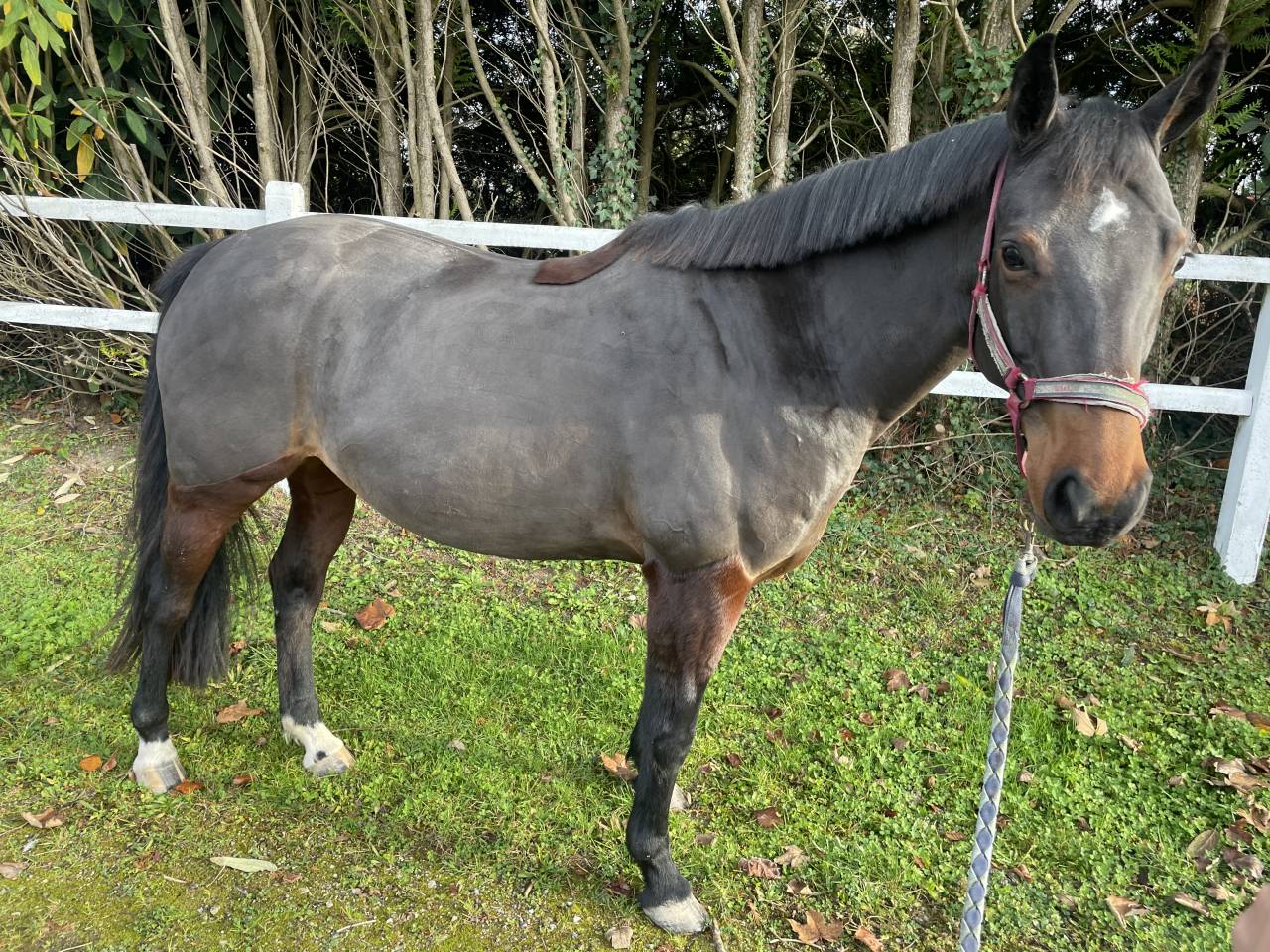 &Agrave; vendre Jument 7 ans