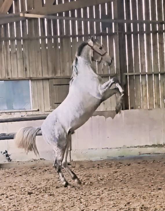  Hongre Anglo-Arabe &ndash; 5 ans &ndash; 