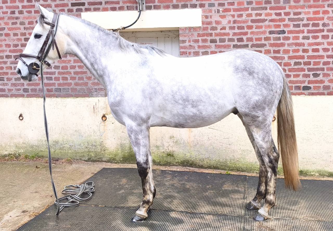  Hongre Anglo-Arabe &ndash; 5 ans &ndash; 