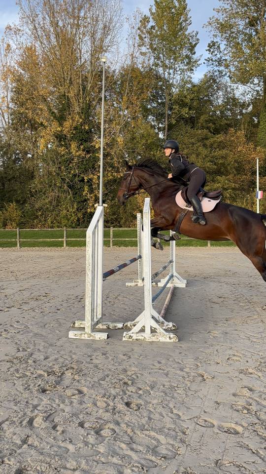 Jument - selle fran&ccedil;aise - 5 ans 