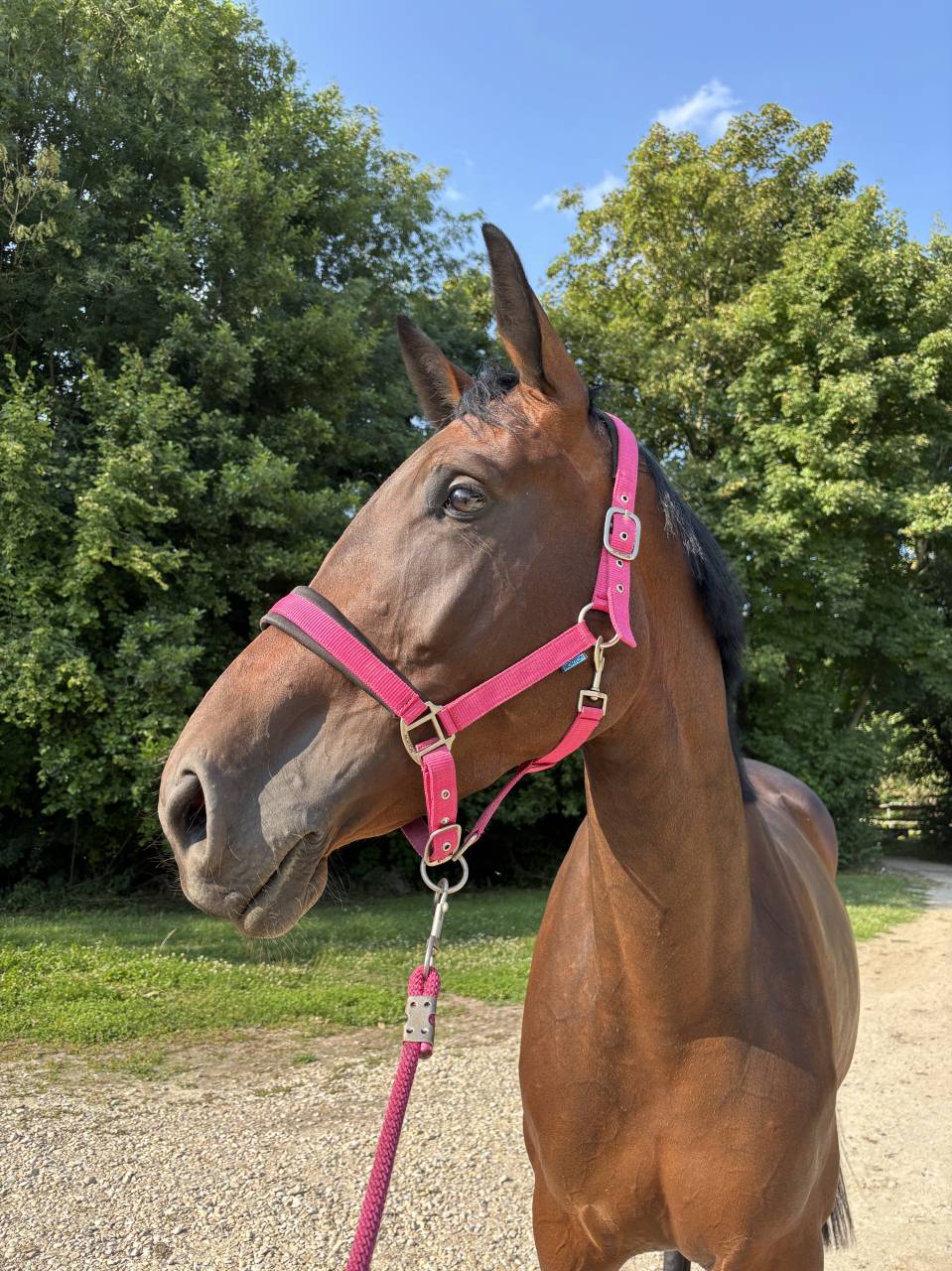 Jument - selle fran&ccedil;aise - 5 ans 