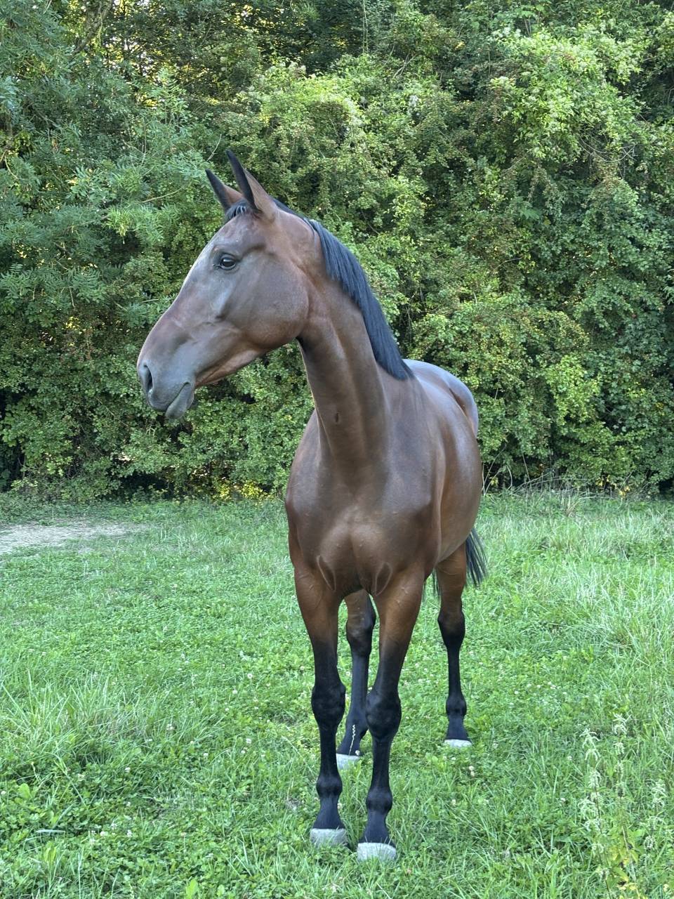 Jument - selle fran&ccedil;aise - 5 ans 