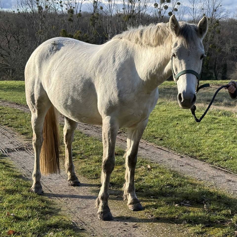POULINI&Egrave;RE CONNEMARA PLEINE DE VOX POP DE L'AULNE