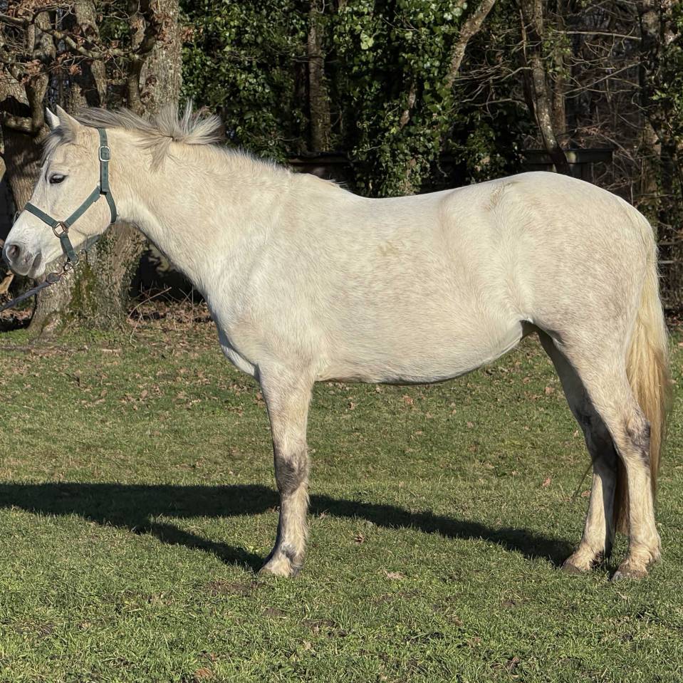 POULINI&Egrave;RE CONNEMARA PLEINE DE VOX POP DE L'AULNE
