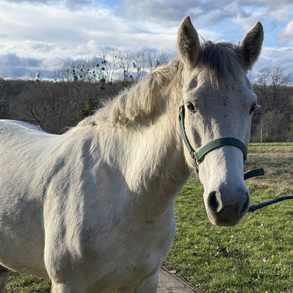 POULINI&Egrave;RE CONNEMARA PLEINE DE VOX POP DE L'AULNE