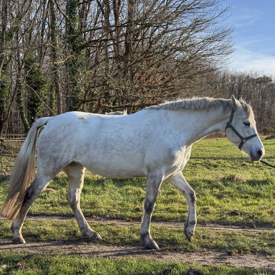 POULINI&Egrave;RE CONNEMARA PLEINE DE VOX POP DE L'AULNE