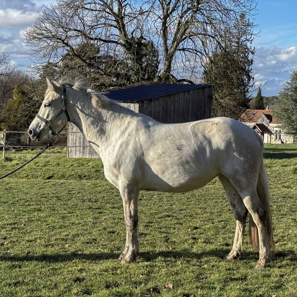 POULINI&Egrave;RE CONNEMARA PLEINE DE VOX POP DE L'AULNE