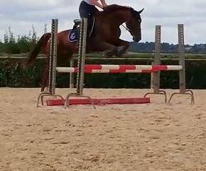 Cherche demi pension pour cheval 19 ans