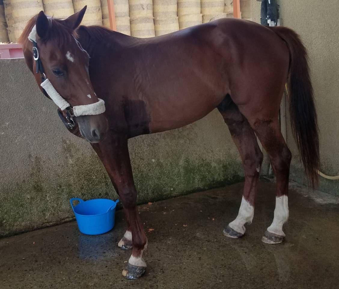 Cherche demi pension pour cheval 19 ans