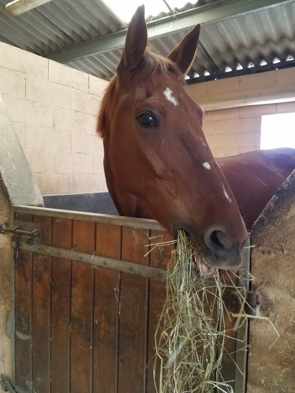 Cherche demi pension pour cheval 19 ans