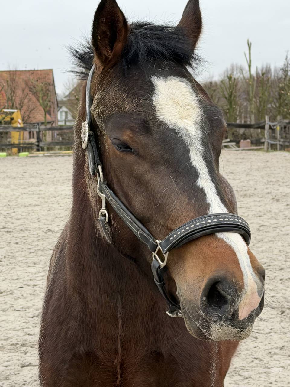Cheval franche montagne &agrave; vendre