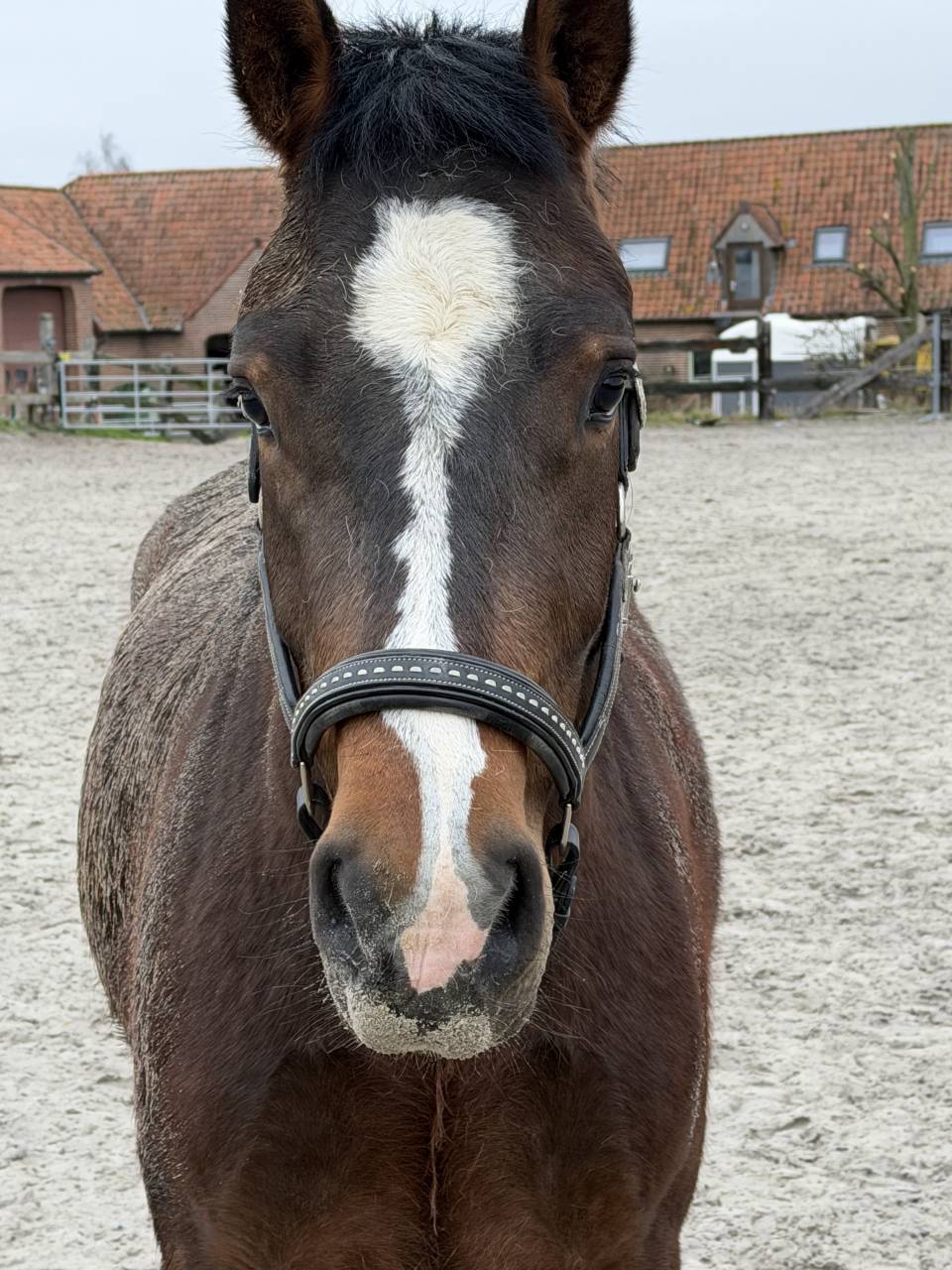 Cheval franche montagne &agrave; vendre