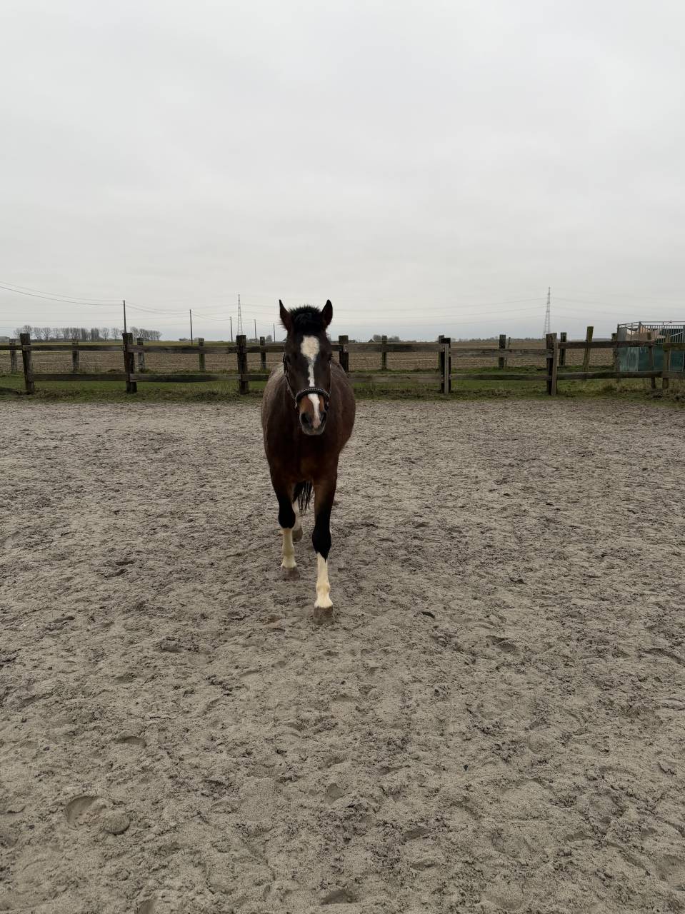 Cheval franche montagne &agrave; vendre