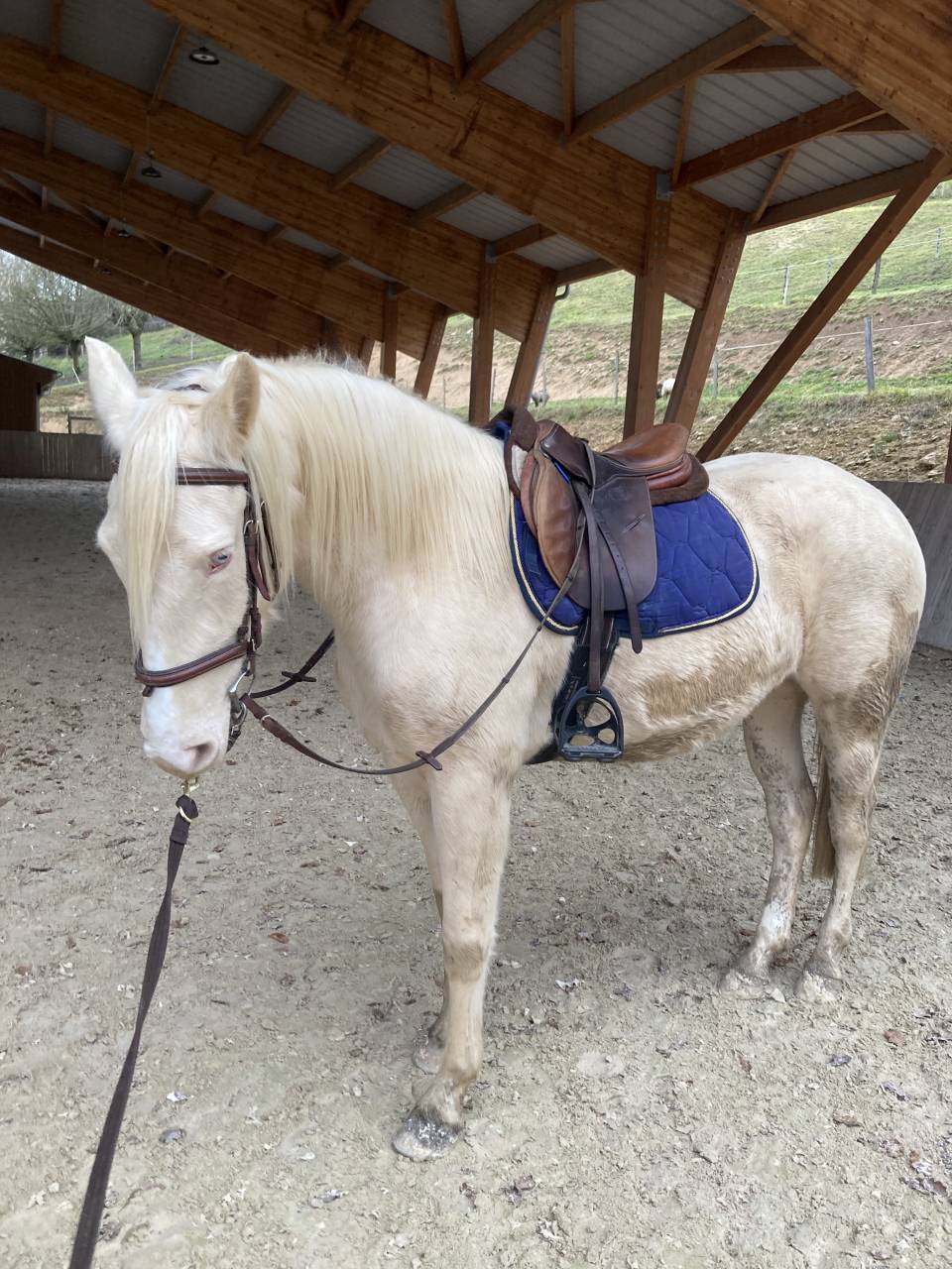 Jument cr&egrave;me PP Race cr&egrave;me 