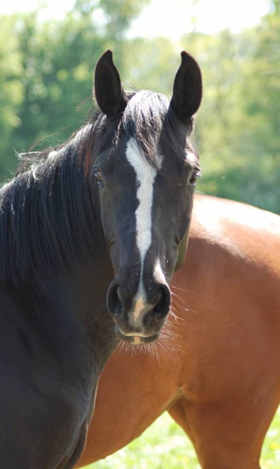 Poulini&egrave;re pleine 