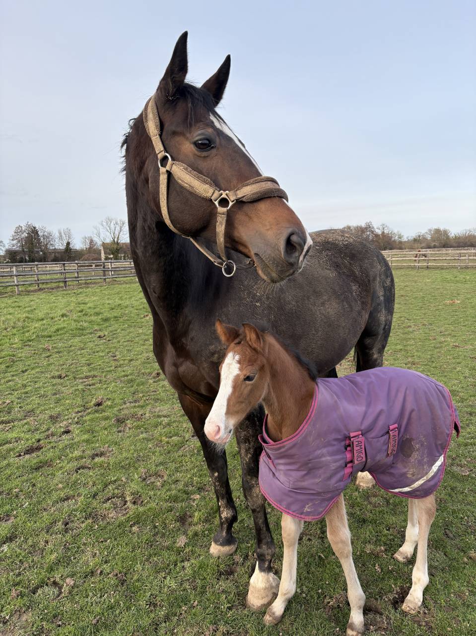 Magnifique poulain de dressage 