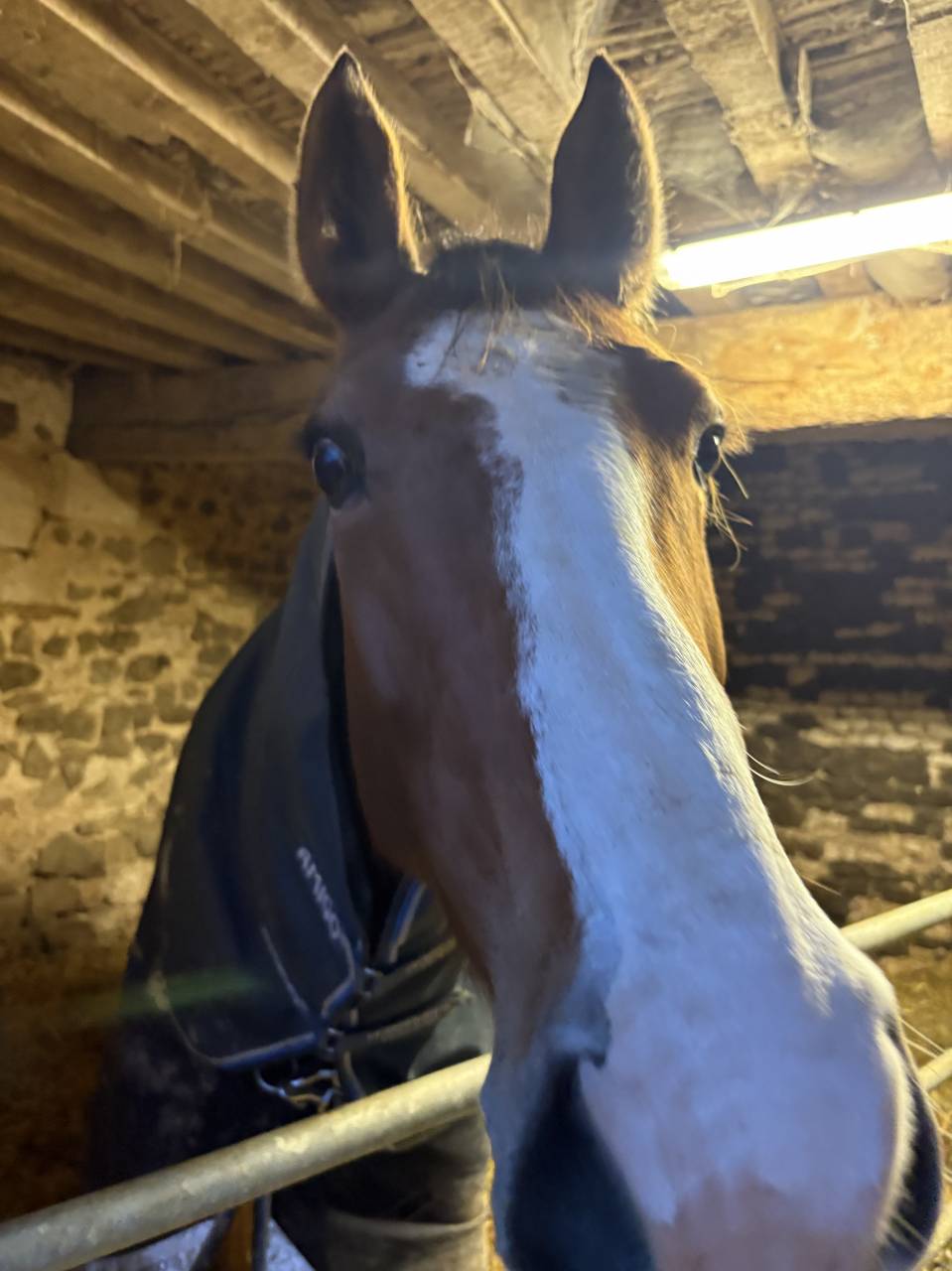 Poulini&egrave;re pleine 