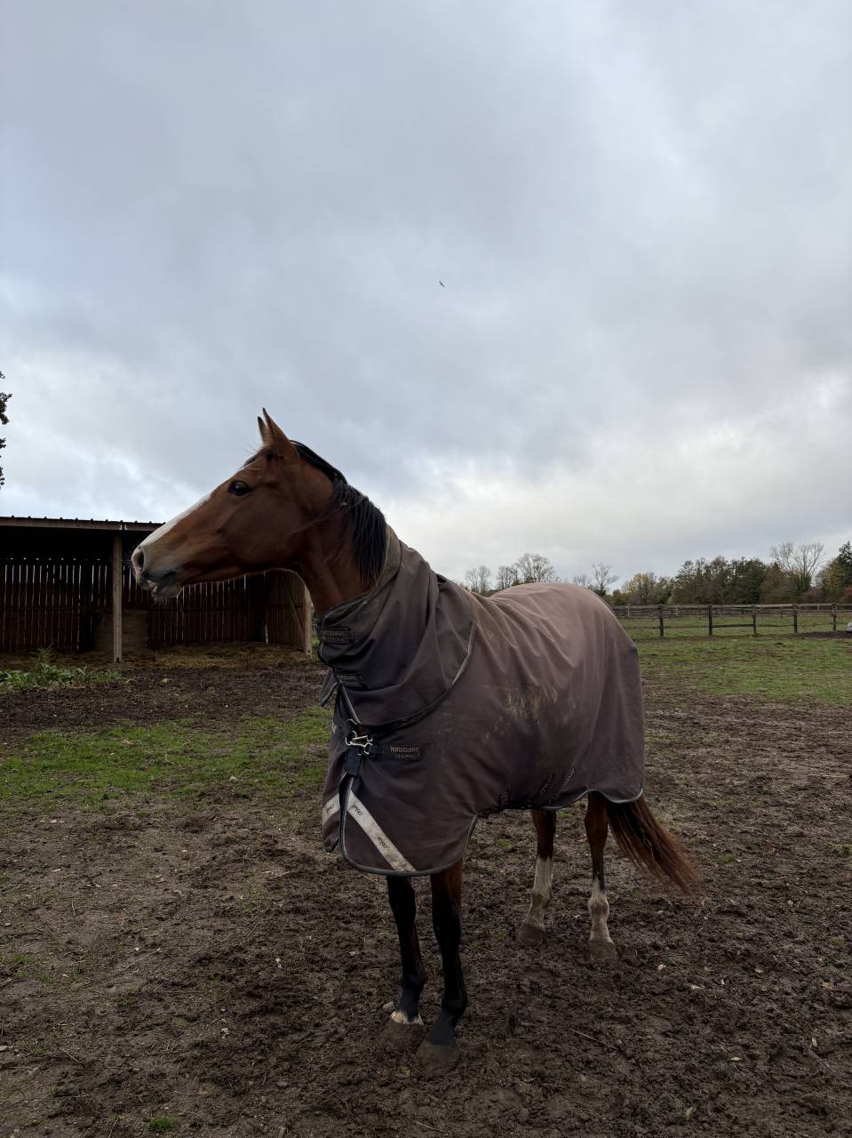 Poulini&egrave;re pleine 