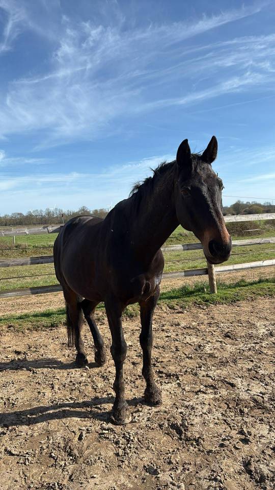 Urgent hongre &agrave; donner 