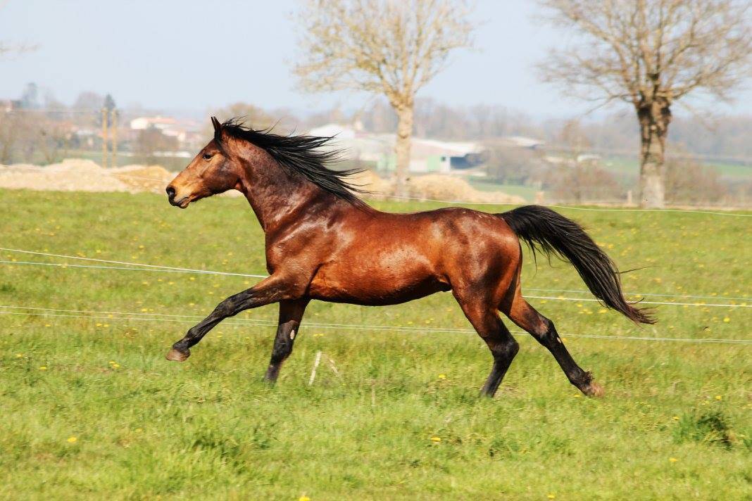 pension sud de nantes, Vallet