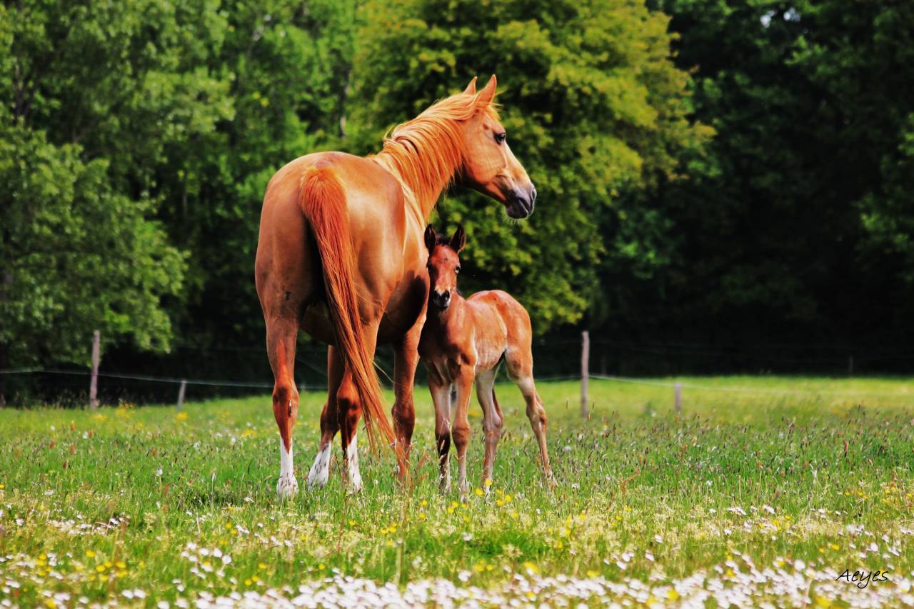 pension sud de nantes, Vallet