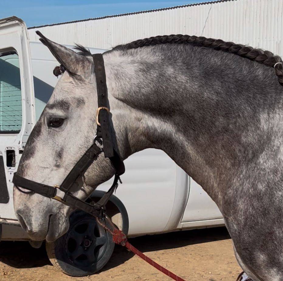 Psl pleins papiers lusitanien 