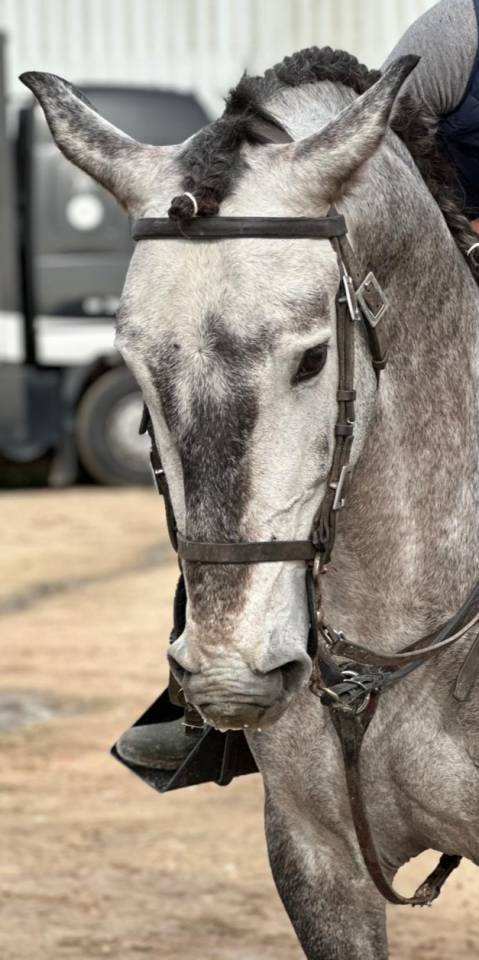 Psl pleins papiers lusitanien 