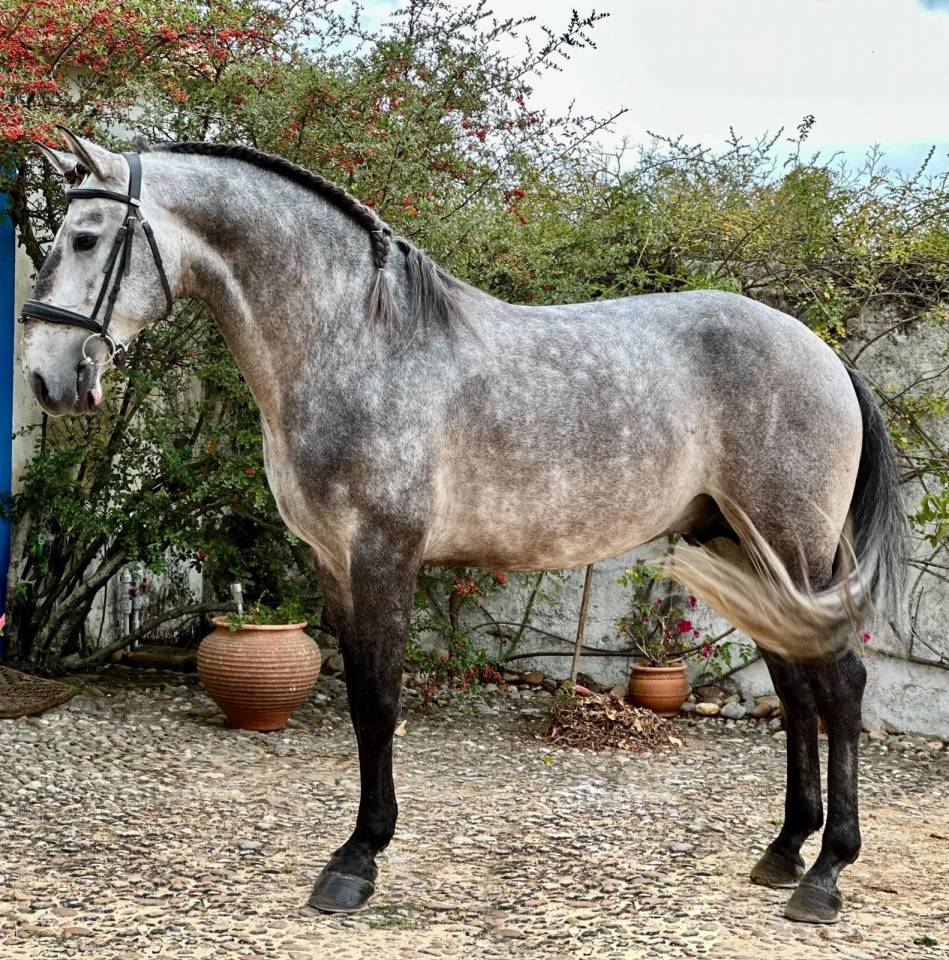 Psl pleins papiers lusitanien 