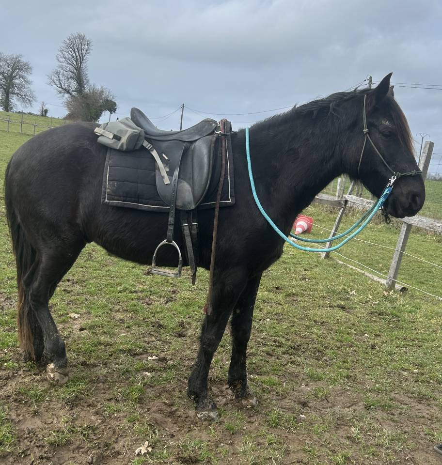 Hongre ONCS 6ans en juin &ndash; calme, gentil,  polyvalent