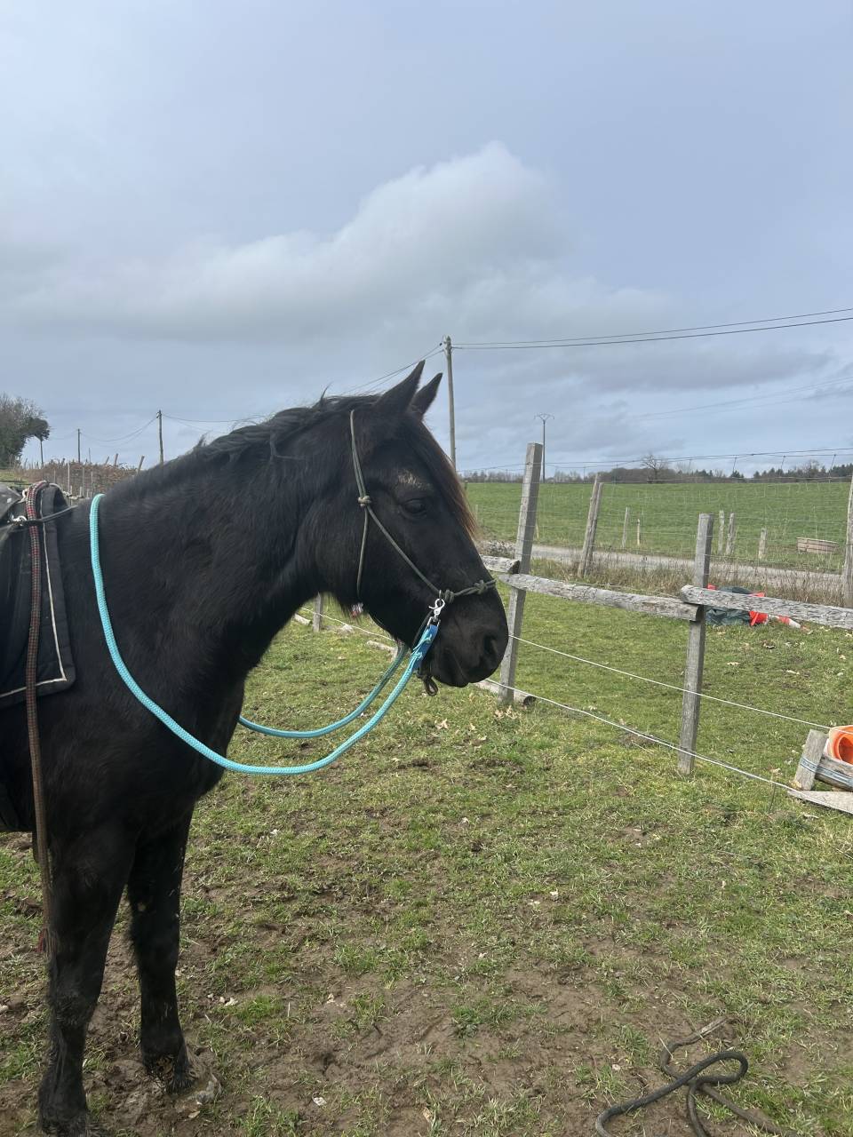 Hongre ONCS 6ans en juin &ndash; calme, gentil,  polyvalent