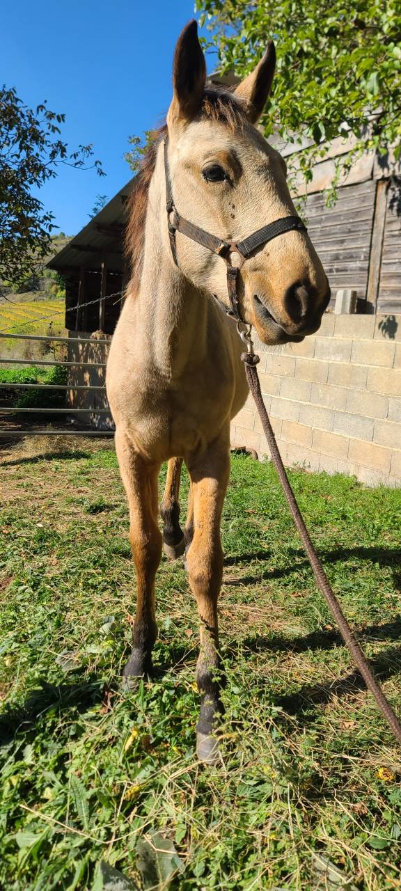 Pouliche Isabelle OC