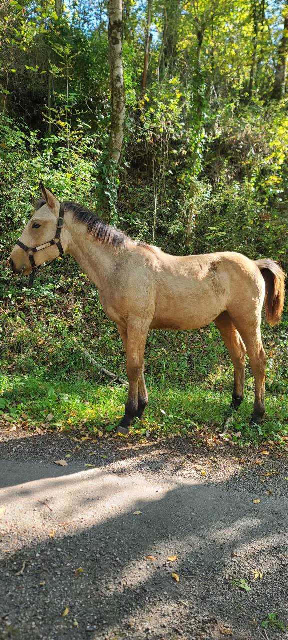 Pouliche Isabelle OC