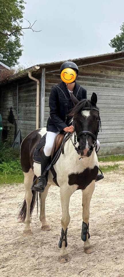 A vendre Petit cheval 11 ans OC