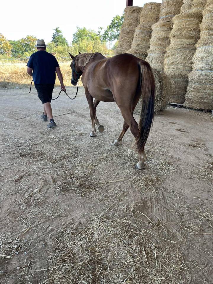 Jument SF 6 ans ernest x armitage