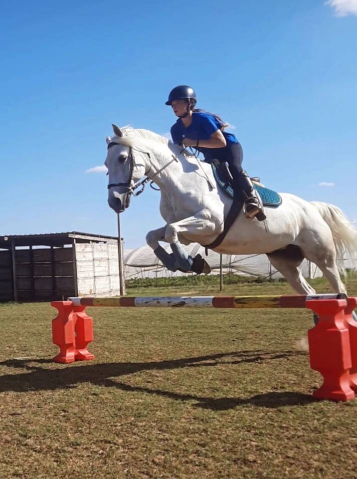 Jument d' origine lusitanienne 11 ans