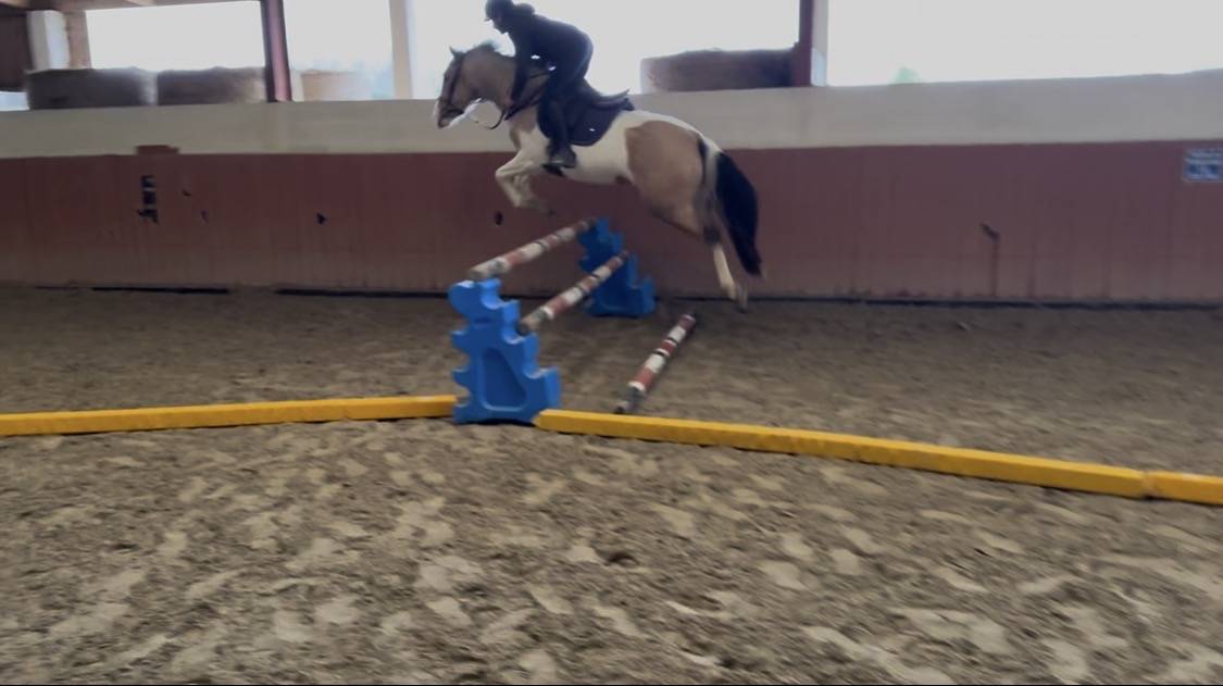 Jument OC Pie Isabelle