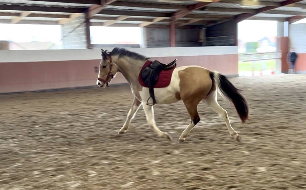 Jument OC Pie Isabelle