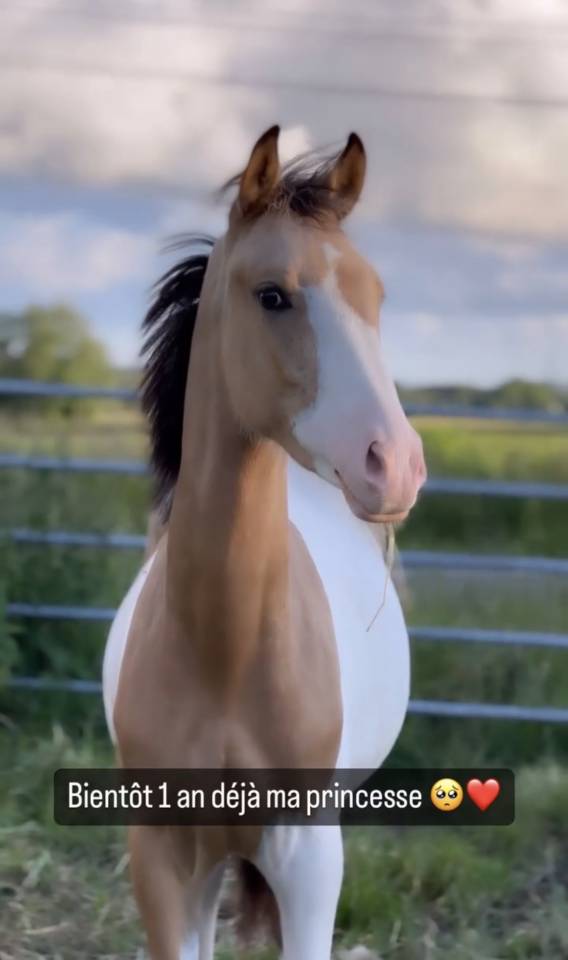 Jument OC Pie Isabelle